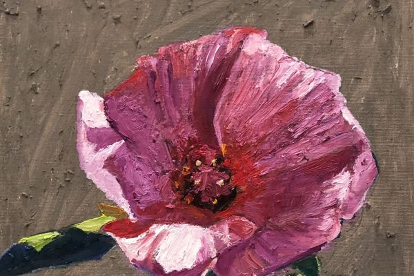 hibiscus77B9568A-16EC-D5FF-B1A7-A20D8F513D89.jpg